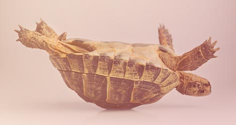 Schildkröte auf dem Rücken